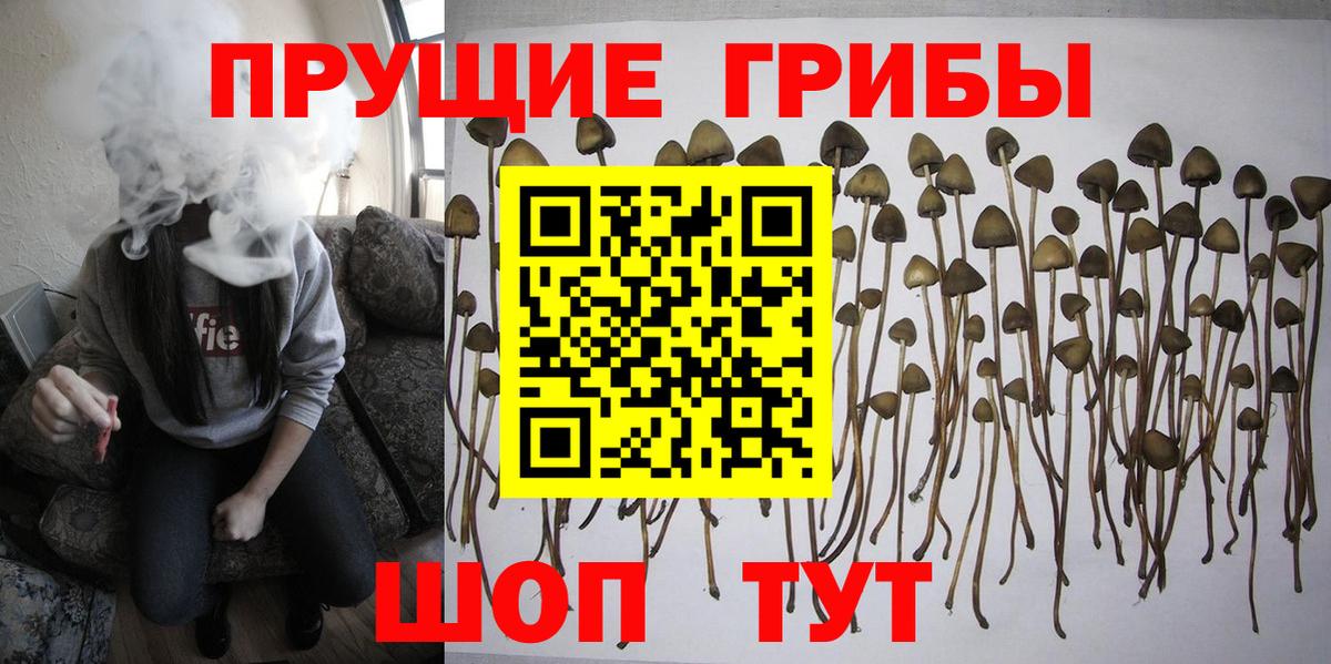 Краснознаменск  Псилоцибиновые грибы прущие грибы  Вход с VPN 